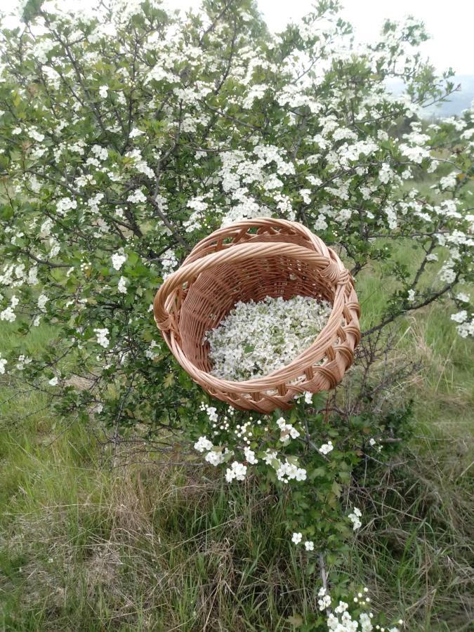 Pod Modrzewiami Daire Milówka Dış mekan fotoğraf