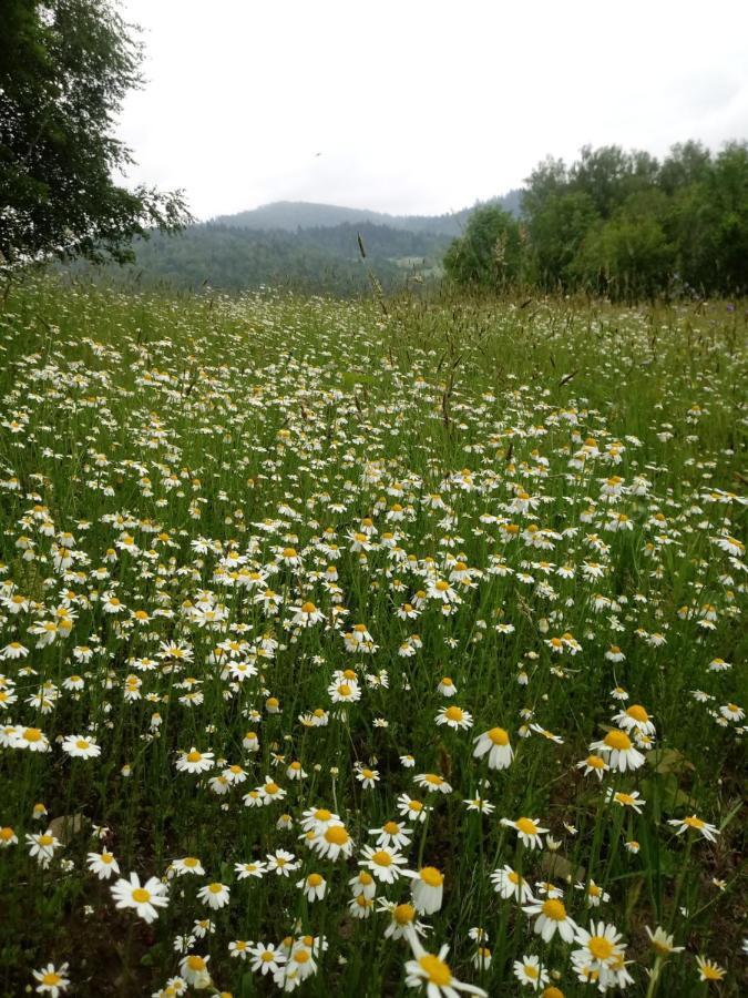 Pod Modrzewiami Daire Milówka Dış mekan fotoğraf