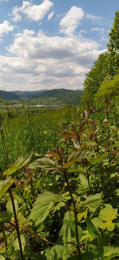 Pod Modrzewiami Daire Milówka Dış mekan fotoğraf